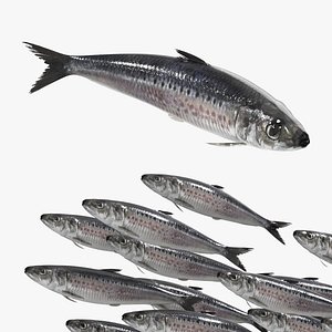 Sardine Rigged For Blender Animated Set 3D model