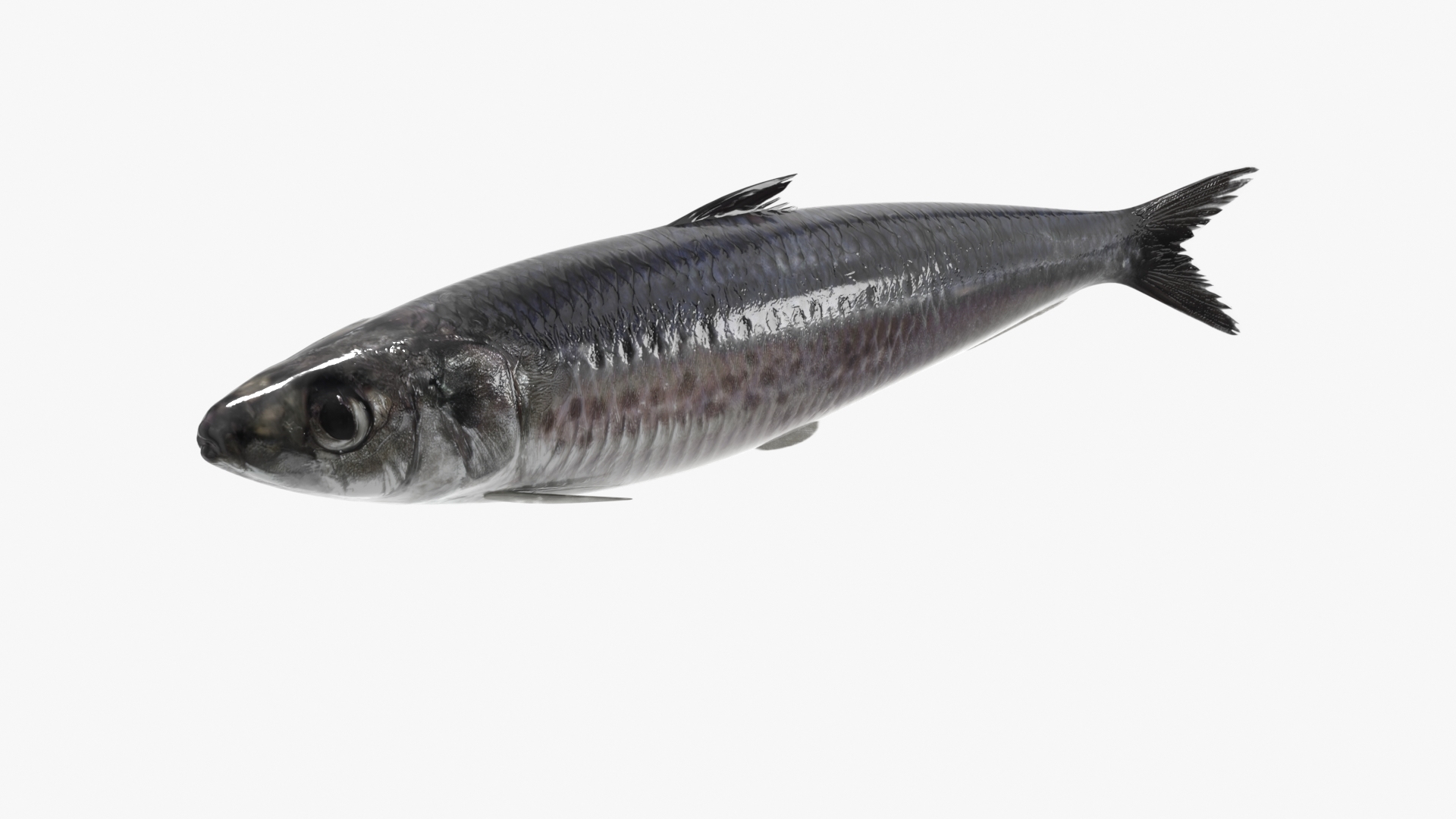 Sardine Rigged For Blender Animated Set 3D model https://p.turbosquid.com/ts-thumb/IW/wR0GXK/kw/sardine_rigged_for_blender_animated_set_360/jpg/1789074284/1920x1080/turn_fit_q99/dcd4d03d9bf63432bd6b4c76d86023ae2b4cf8a9/sardine_rigged_for_blender_animated_set_360-1.jpg