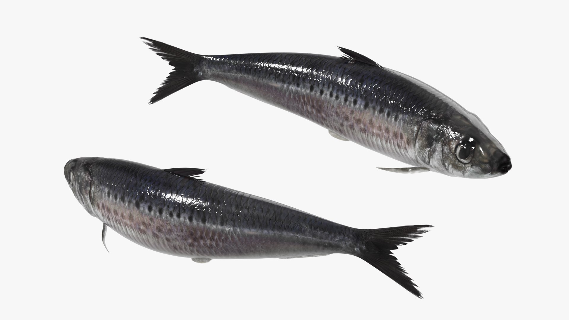 Sardine Rigged For Blender Animated Set 3D model https://p.turbosquid.com/ts-thumb/IW/wR0GXK/l2/sardine_rigged_for_blender_animated_set_007/jpg/1789074604/1920x1080/fit_q87/5530873d9701befe64176a9bd7f65c9f18a9497f/sardine_rigged_for_blender_animated_set_007.jpg