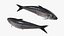 Conjunto de animación de sardinas para Blender