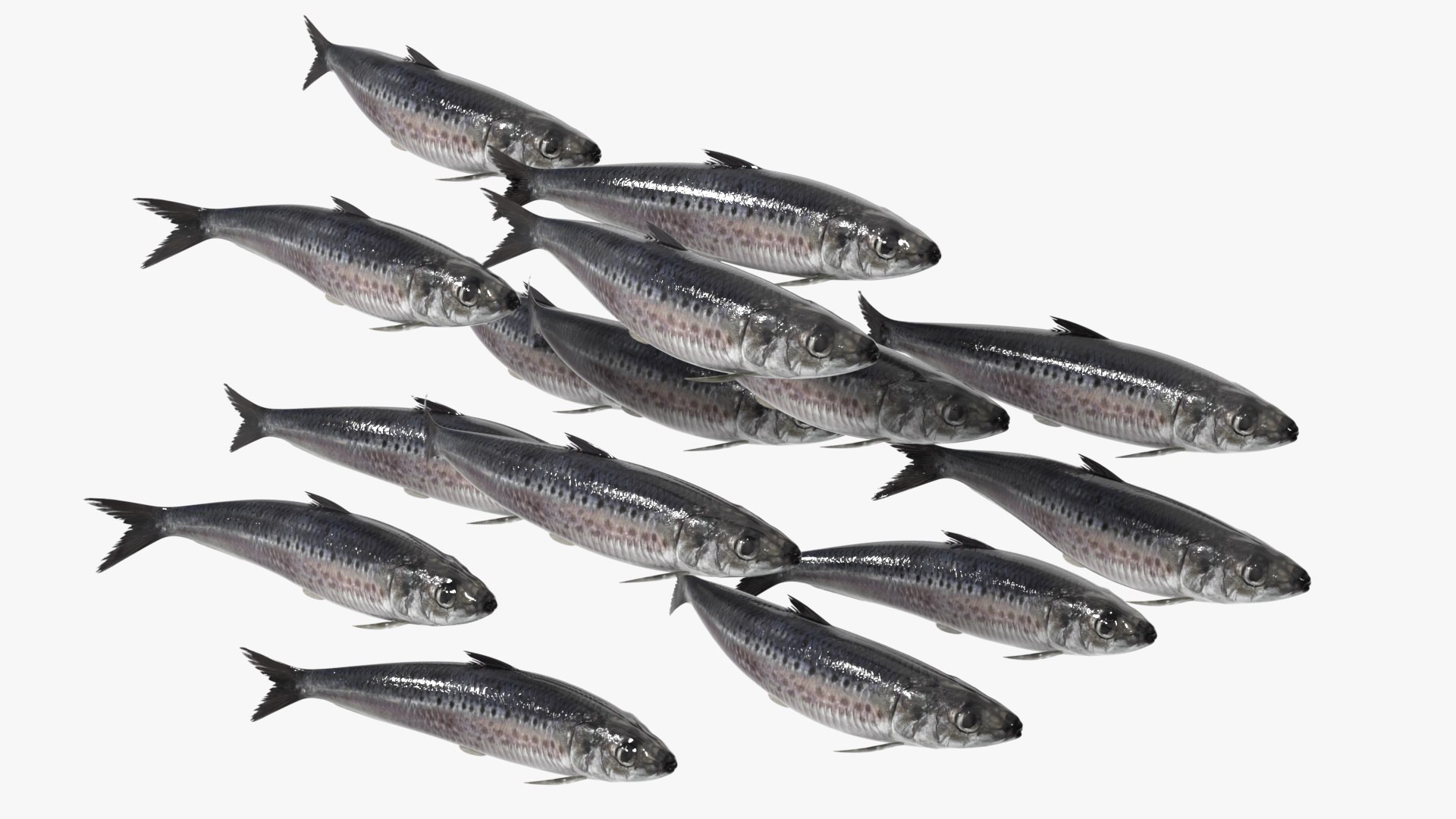 Sardine Rigged For Blender Animated Set 3D model https://p.turbosquid.com/ts-thumb/IW/wR0GXK/uS/sardine_rigged_for_blender_animated_set_006/jpg/1789074601/1920x1080/fit_q87/f6d35124ca5d76c95b8c62eb1cdf84f07c44b334/sardine_rigged_for_blender_animated_set_006.jpg