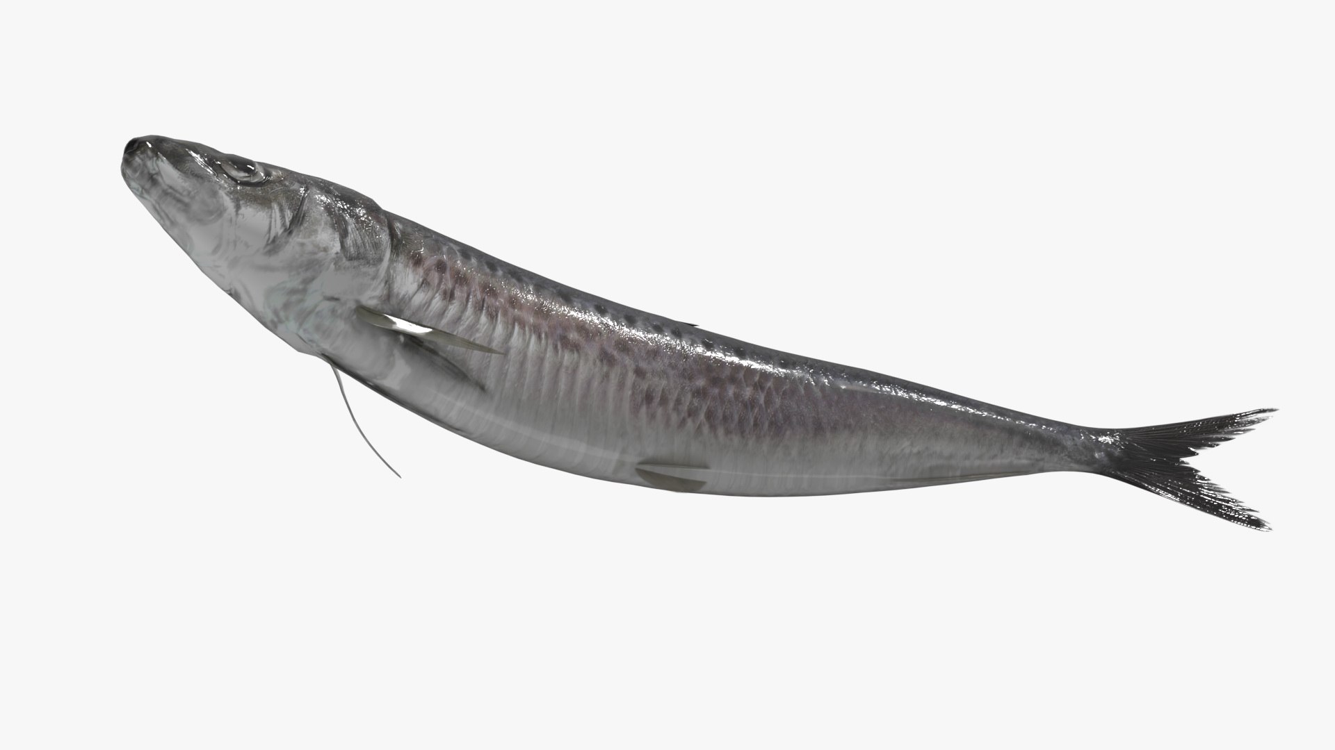Sardine Rigged For Blender Animated Set 3D model https://p.turbosquid.com/ts-thumb/IW/wR0GXK/up/sardine_rigged_for_blender_animated_set_008/jpg/1789074608/1920x1080/fit_q87/94e5ea2111ec8def6850e29a806eb8987f327437/sardine_rigged_for_blender_animated_set_008.jpg
