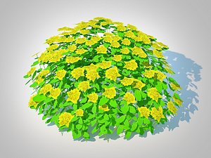 Euphorbia polychroma - Cushion Spurge 3D model