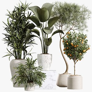 3D AV Indoor Plants Set 423 Orange Tree Calathea Lutea Ficus Marginata Areca Palm Lemon Dragon