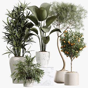 AV Indoor Plants Set 423 Orange Tree Calathea Lutea Ficus Marginata Areca Palm Lemon Dragon