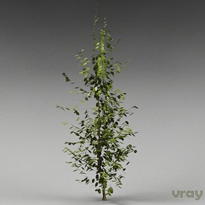 3d tree garden model
