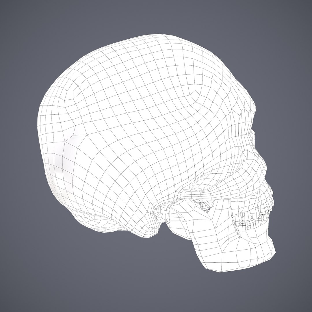 3D skull anatomy science model - TurboSquid 1458950