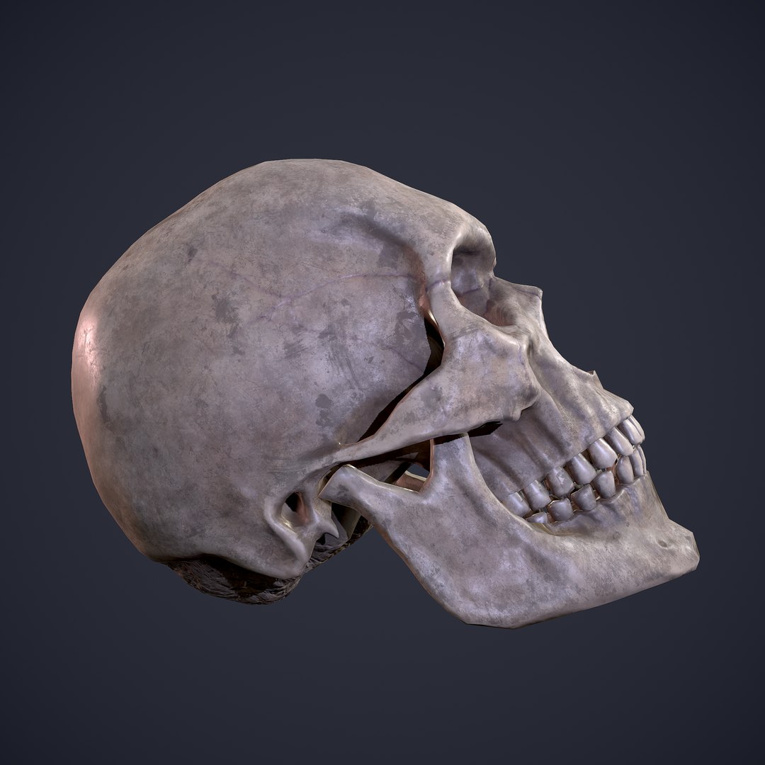 3D skull anatomy science model - TurboSquid 1458950