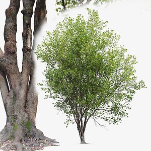 3D model Acer macrophyllum 02