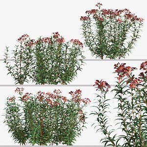 Set of Euphorbia Griffithii or Fireglow plant 3D model