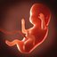 Human embryo fetus Growth animation