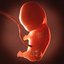 Human embryo fetus Growth animation