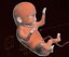 Human embryo fetus Growth animation