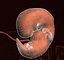 Human embryo fetus Growth animation