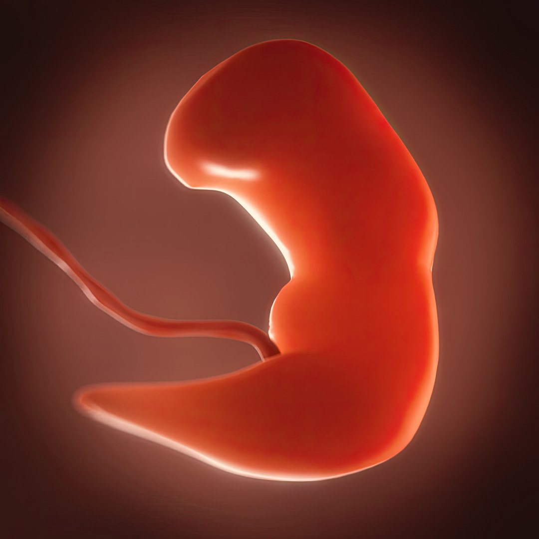 Human embryo fetus Growth animation model https://p.turbosquid.com/ts-thumb/IX/glAjrG/Hc/color1gigapixelartscale2_00x/jpg/1744791637/1920x1080/fit_q87/cfe822e766fac1540ca8be9a950a427d564d4acf/color1gigapixelartscale2_00x.jpg