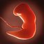 Human embryo fetus Growth animation