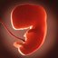 Human embryo fetus Growth animation