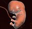 Human embryo fetus Growth animation