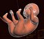 Human embryo fetus Growth animation