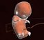 Human embryo fetus Growth animation