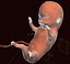 Human embryo fetus Growth animation