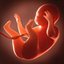 Human embryo fetus Growth animation