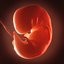 Human embryo fetus Growth animation