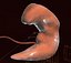 Human embryo fetus Growth animation