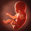 Human embryo fetus Growth animation