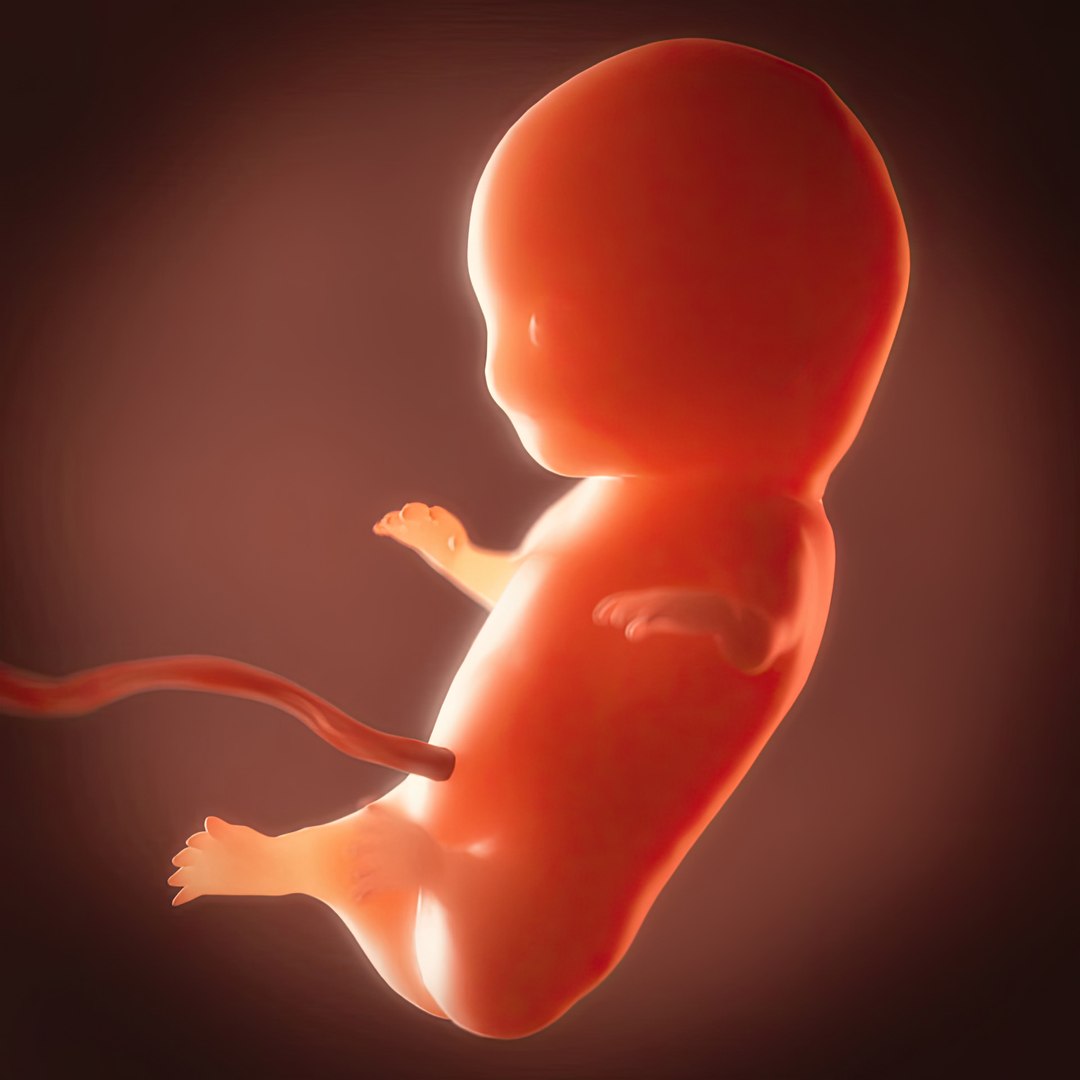 Human embryo fetus Growth animation model https://p.turbosquid.com/ts-thumb/IX/glAjrG/wb/color5gigapixelartscale2_00x/jpg/1744791641/1920x1080/fit_q87/7bfc446c0a2f5bdb3288c76860e67b7fca7fba62/color5gigapixelartscale2_00x.jpg