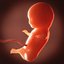 Human embryo fetus Growth animation