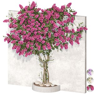 Bougainvillea plant 01