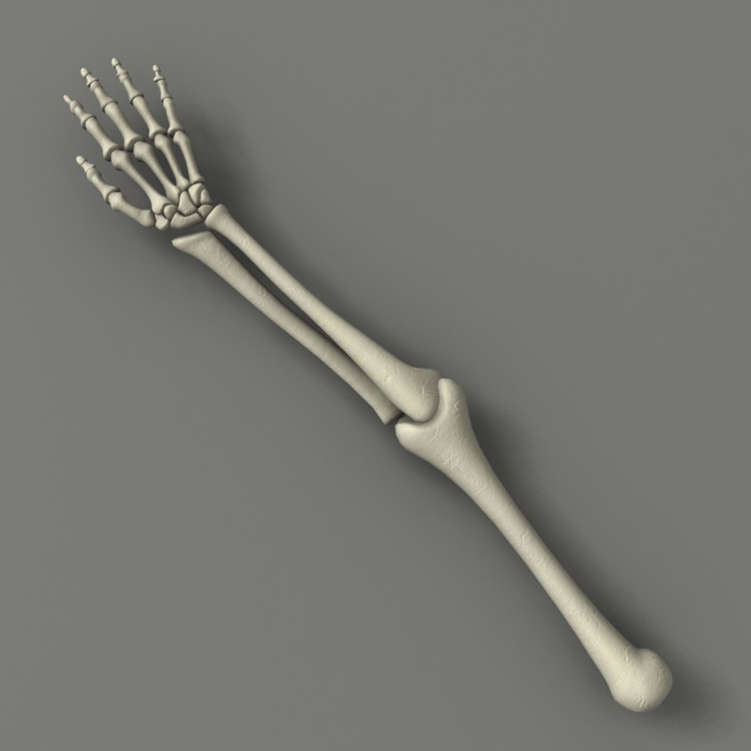 obj skeleton arm bones https://p.turbosquid.com/ts-thumb/IX/kQWvNm/JMUeSmNU/sa2/jpg/1364155594/1920x1080/fit_q87/fd7dc858a82aee0261eeb35ae79604babe9382a5/sa2.jpg