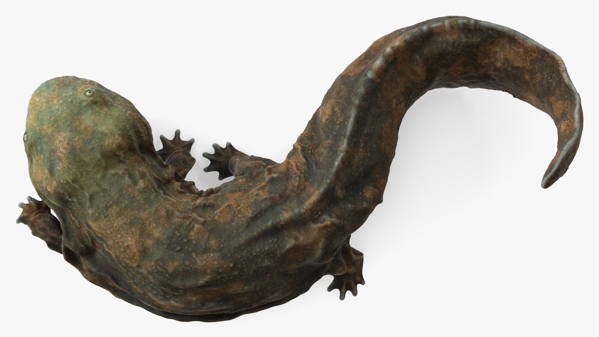 Andrias Davidianus Light Lying 3D model https://p.turbosquid.com/ts-thumb/IX/twbcN8/34/andriasdavidianuslightlyingmb3dmodel007/jpg/1716329033/1920x1080/fit_q87/d0d0494d92981549f2d17178c4d8cd51d1ae2b20/andriasdavidianuslightlyingmb3dmodel007.jpg