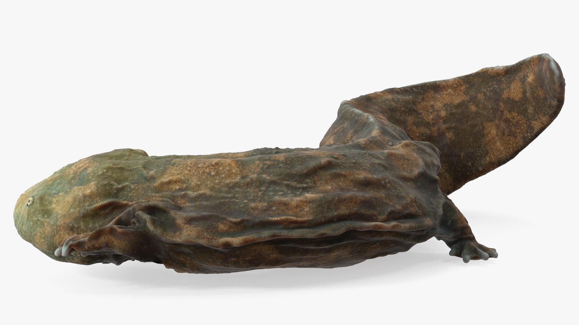 Andrias Davidianus Light Lying 3D model https://p.turbosquid.com/ts-thumb/IX/twbcN8/9q/andriasdavidianuslightlyingmb3dmodel011/jpg/1716329048/1920x1080/fit_q87/d2692205fa74b114079516b7250dd7baa334e07f/andriasdavidianuslightlyingmb3dmodel011.jpg