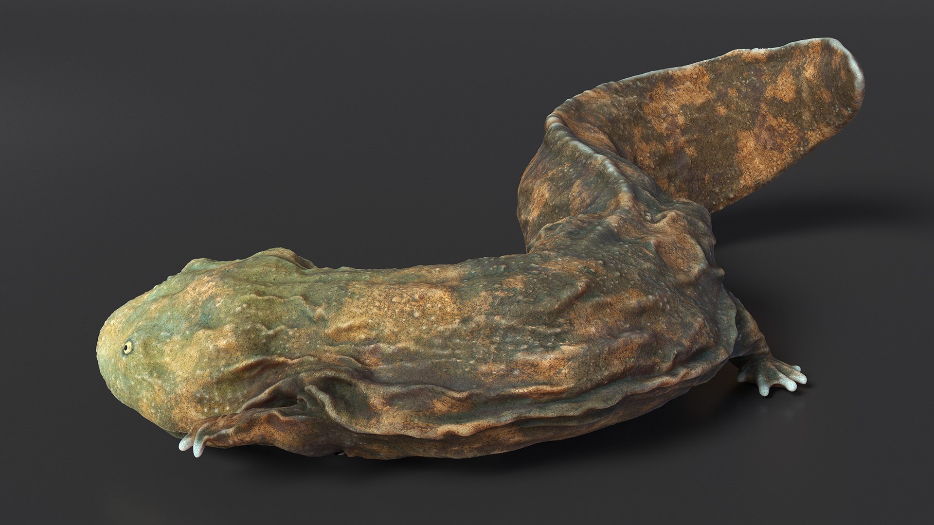 Andrias Davidianus Light Lying 3D model https://p.turbosquid.com/ts-thumb/IX/twbcN8/fO/andriasdavidianuslightlyingmb3dmodel006/jpg/1716329030/1920x1080/fit_q87/75103490ab946ed366620b5ce76012cae5e84d88/andriasdavidianuslightlyingmb3dmodel006.jpg