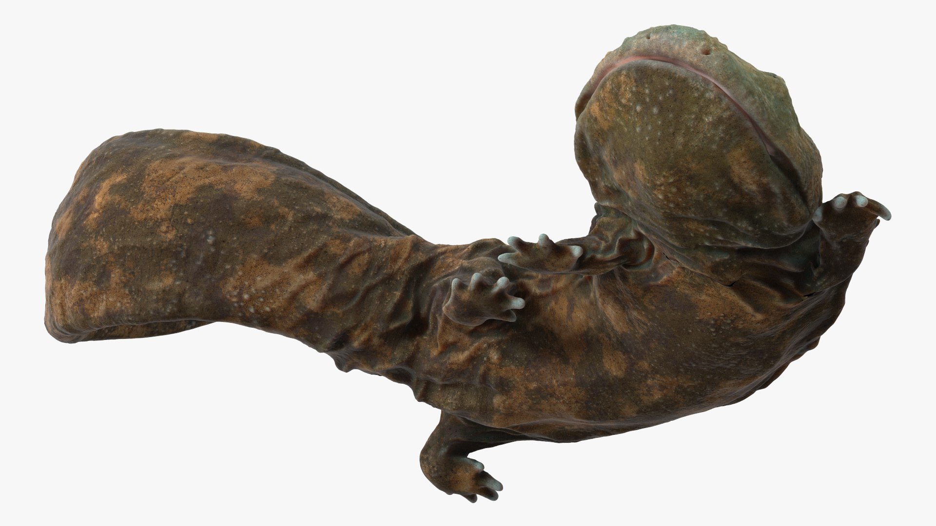 Andrias Davidianus Light Lying 3D model https://p.turbosquid.com/ts-thumb/IX/twbcN8/hr/andriasdavidianuslightlyingmb3dmodel008/jpg/1716329037/1920x1080/fit_q87/bc7c55af882b388586a22068d2cf6926cb66310b/andriasdavidianuslightlyingmb3dmodel008.jpg