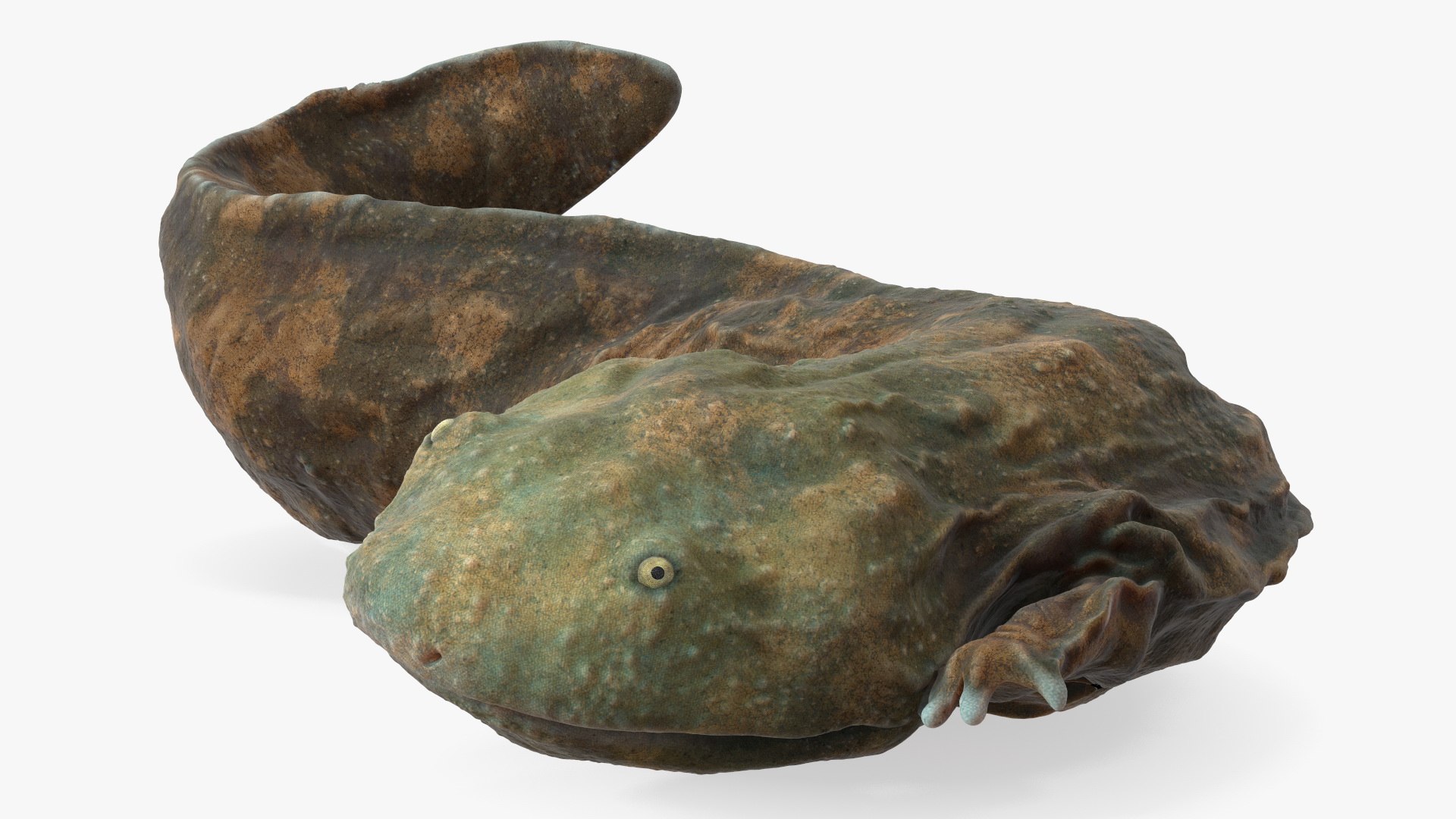Andrias Davidianus Light Lying 3D model https://p.turbosquid.com/ts-thumb/IX/twbcN8/lA/andriasdavidianuslightlyingmb3dmodel009/jpg/1716329041/1920x1080/fit_q87/d3474ed68ebca116d3c9596fa4e3d13c1e90533a/andriasdavidianuslightlyingmb3dmodel009.jpg