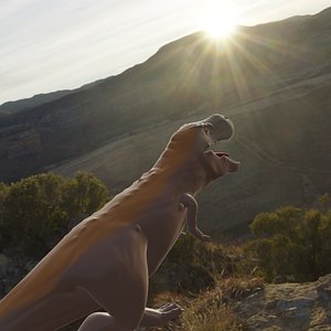 Tyrannosaurus rex model