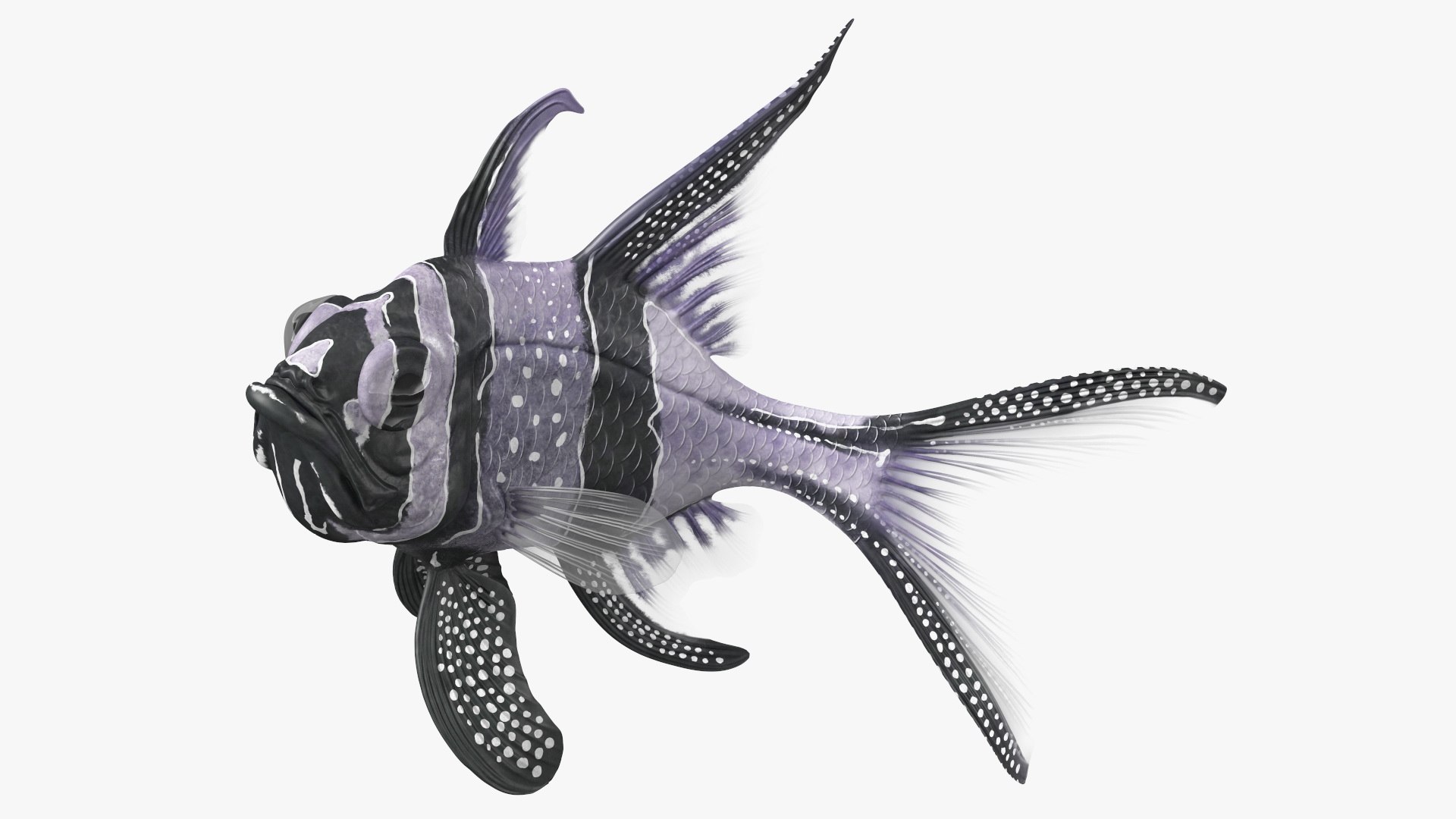 Longfin Cardinalfish 3D model preview