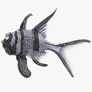 3D model longfin cardinalfish fish fauna
