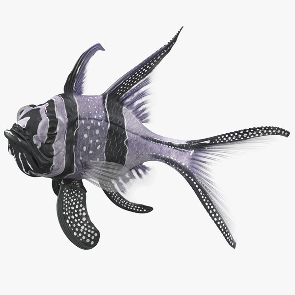 longfincardinalfishc4dmodel000.jpg