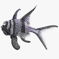 Longfin Cardinalfish
