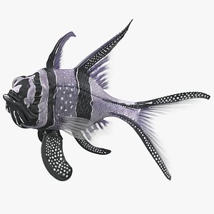 Longfin Cardinalfish