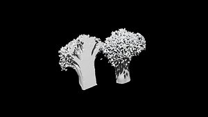 broccoli  cut 3D CT scan model 7 3D model