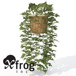 XfrogPlants Common Ivy