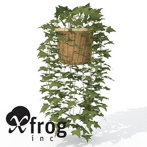 XfrogPlants Common Ivy