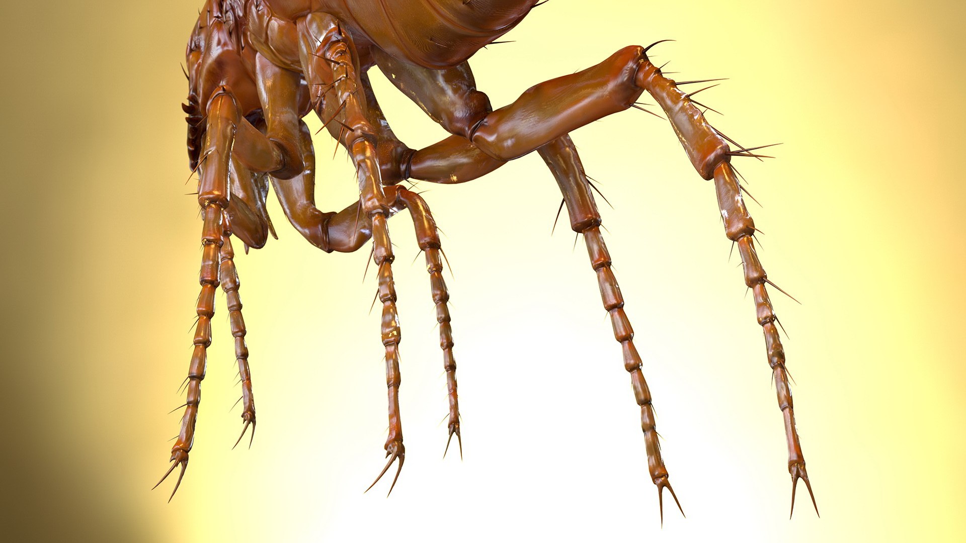 3D flea insect rigged model - TurboSquid 1585334