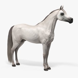 Arabian Horse White Fur