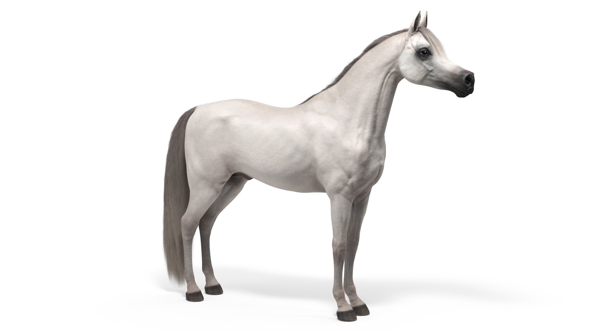 Arabian Horse White Fur 3D model preview